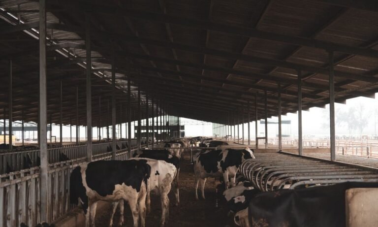 Dairy Farm Helper Jobs in Italy - High Salary - Apply For Latest Vacancies
