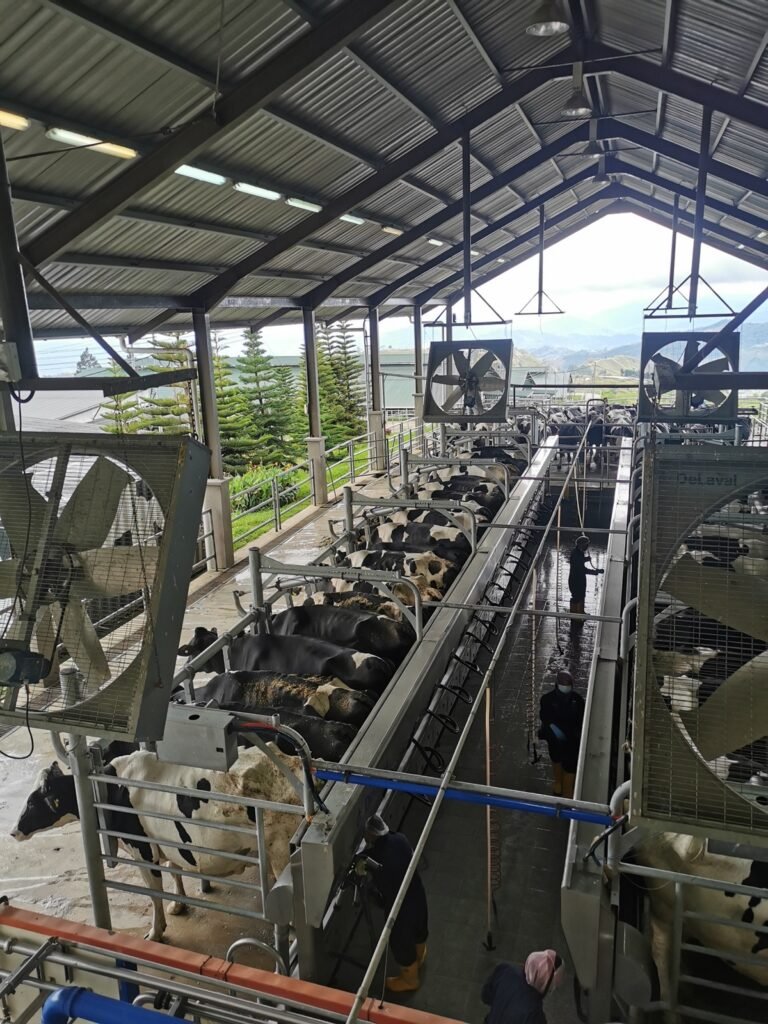 Dairy Farm Jobs in Spain – High Salary – Apply for Latest Vacancies