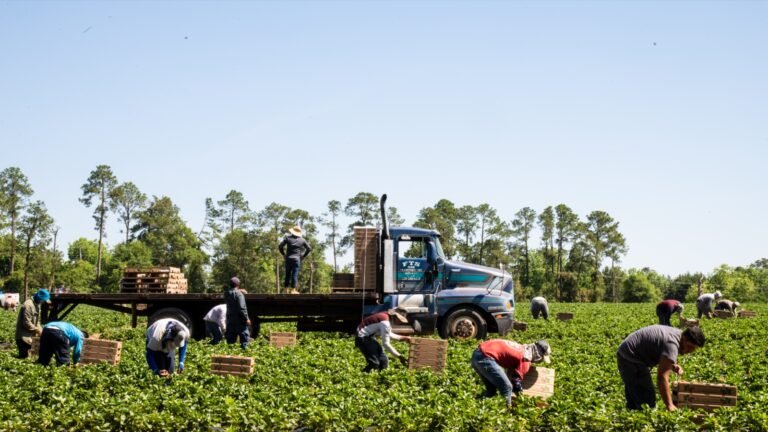 Vegetable Picker Jobs in Italy – High Salary – Apply for Latest Vacancies