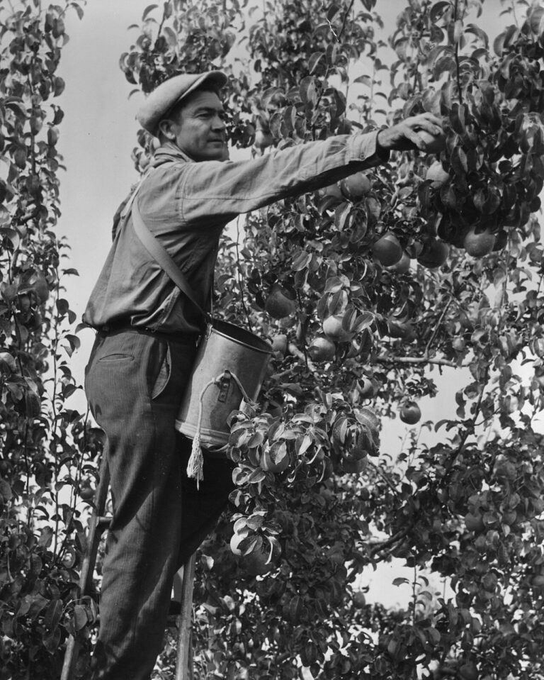 Fruit Picker Jobs in Portugal – High Salary – Apply for Latest Vacancies