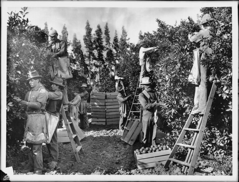 Fruit Picker Jobs in Italy – High Salary – Apply for Latest Vacancies
