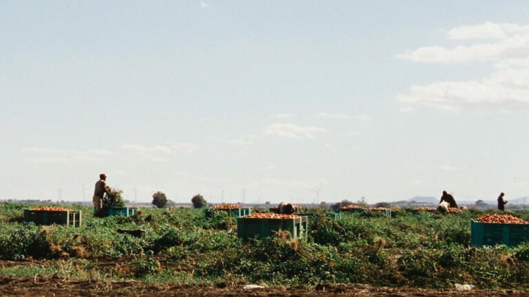 Vegetable Picker Jobs in Italy – High Salary – Apply for Latest Vacancies